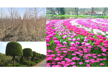 Dövlət qurumu minlərlə ağac və gül kolları alır - TENDER