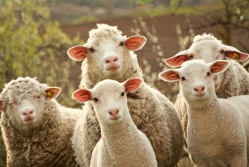 Azərbaycan Rusiyadan qoyun alışını 12 dəfə artırıb