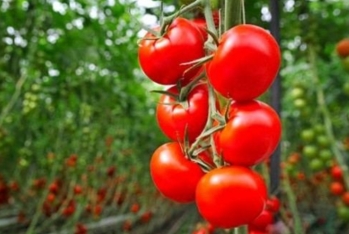 Rusiya Türkiyədən pomidor idxalı üçün kvotanı - 300 Min Tona Çatdırıb