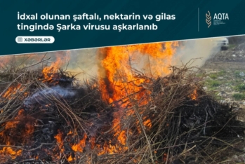 Türkiyədən Azərbaycana gətirilən şaftalı, nektarin, gilas tingində virus aşkarlanıb