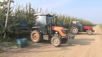 Dövlət dəstəyi ilə salınan intensiv bağlar: Saatlı heyvası - [red]Dubaya və Avropaya ixrac olunur[/red] | FED.az