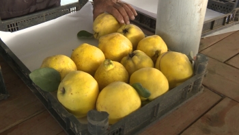 Dövlət dəstəyi ilə salınan intensiv bağlar: Saatlı heyvası - [red]Dubaya və Avropaya ixrac olunur[/red] | FED.az
