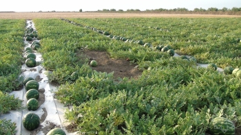 1 hektardan 70-90 ton məhsul götürürlər, kiloqramı 28 qəpikdir - REPORTAJ - FOTOLAR | FED.az