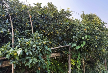 Yığıma başlanıldı - Qiyməti 1-1,50 manat arasıdır - Bayramda arta bilər - FOTOLAR