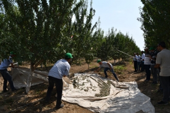 “İD-Aqropark” hər hektardan 10 ton nar yığımağı planlaşdırır - 7000 HEKTAR SAHƏ, 300-DƏN ÇOX İŞÇİ | FED.az