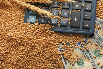 Azərbaycanda ərzaqlıq buğdanın yeni dövlət tədarük qiyməti müəyyən edilib