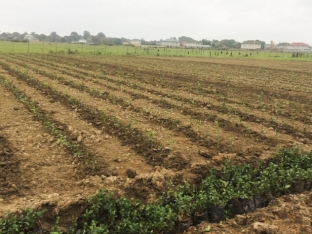 Masallıda 15 hektar yeni - ÇAY PLANTASİYASI SALINIB