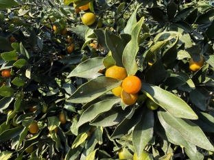 Yığıma başlanıldı - Qiyməti 1-1,50 manat arasıdır - Bayramda arta bilər - FOTOLAR | FED.az