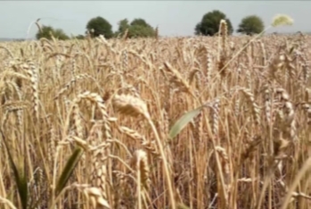 “Kürdəmir Taxıl”ın vergi borcu 39 min manatı ötüb