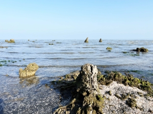 Xəzər dənizi geri çəkilir - Lənkəranda illərdir suyun altında qalan qədim ağac qalıqları üzə çıxdı - FOTOLAR | FED.az