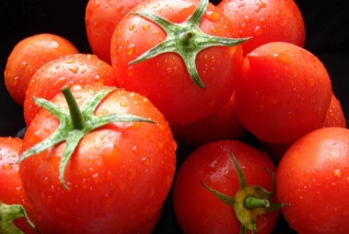 Azərbaycanda 168 mln. manatlıq pomidor ixrac edilib