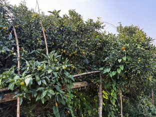 Yığıma başlanıldı - Qiyməti 1-1,50 manat arasıdır - Bayramda arta bilər - FOTOLAR | FED.az