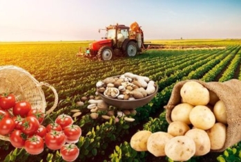 Kənd təsərrüfatı bitkiləri məhsullarının sığortasında ödənişlər - 2,7 MİLYONU KEÇDİ - 70%-LİK ARTIM