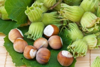 Azərbaycanın fındıq şirkəti MMC-yə çevrilmə və ayrılma ilə yenidən - TƏŞKİL EDİLİR