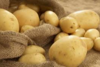 Azərbaycan kartof istehsalını artırıb