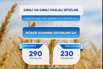Bu taxıl sahələrinin hər hektarına 290 manat subsidiya ödəniləcək | FED.az