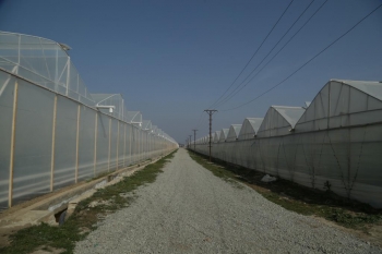 İcra başçısı fermerin təsərrüfatında: 5 hektar pomidor istixanası, 200 hektar bağı var - FOTOLAR | FED.az