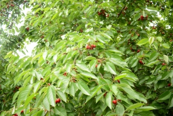 Azərbaycandan gilas tinglərinin Özbəkistana ixracına icazə verilib