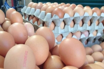 Azərbaycan xaricə yumurta ixracını - MÜVƏQQƏTİ DAYANDIRDI