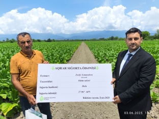 Azərbaycanda ilk dəfə: tütün sahəsi üzrə fermerlərə - SIĞORTA ÖDƏNİŞİ EDİLDİ | FED.az