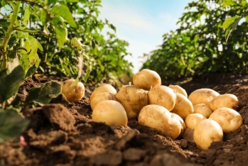 Azərbaycanda yeni - Kartof Sortları Yaradılır