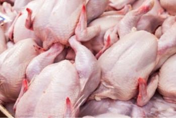 AQTA səkkiz ölkədən toyuq əti idxalını - QADAĞAN ETDİ - SİYAHI