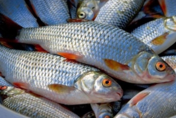 Balıq məhsulları kənd təsərrüfatı məhsullarına bərabər tutulacaq