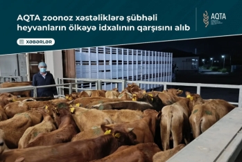 Gürcüstandan Azərbaycana gətirilən heyvanlarda xəstəlik tapıldı