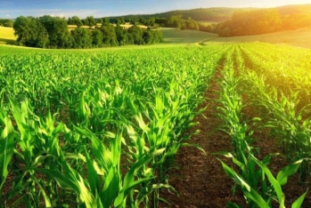 Aqrar sığorta (bitkiçilik)-  ÖDƏNIŞLƏR 66% ARTIB, ZƏRƏRLİLİK PARTLAYIB