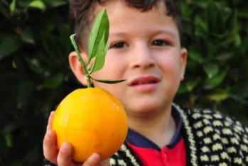 Türkiyədə limon-portağal qıtlığı - BAŞLAYA BİLƏR - QİYMƏTLƏR ARTIR 
