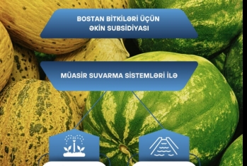 Bostan bitkiləri becərən fermerlərə dövlət dəstəyi davam edir