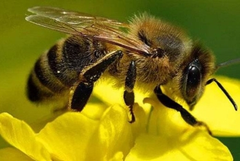 Azərbaycan Türkiyədən aldığı arılar 1 manat bahalaşıb