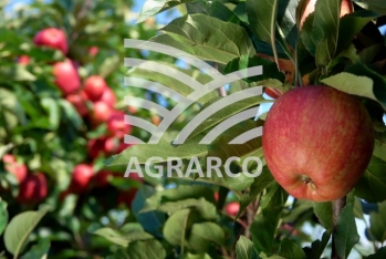 "Agrarco" işçi axtarır - VAKANSİYA