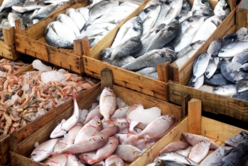 “Food Fish” MMC-nin 3.5 ton dəniz məhsulu - MƏHV EDİLİB