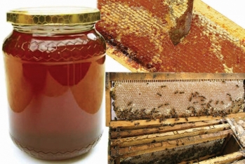 Ötən il Azərbaycanda 5 min tona yaxın bal əldə olunub - ARI AİLƏLƏRİNİN SAYI AZALIB