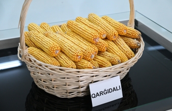 İlham Əliyev Sabirabadda pambıq emalı zavodunun fəaliyyəti ilə tanış olub | FED.az