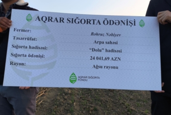 Dolu arpa sahəsinə zərər vurdu, 24 min manat aqrar sığorta ödənişi aldı - FOTOLAR