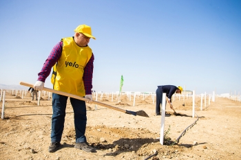 Yelo Bank принял участие в акции по посадке деревьев | FED.az
