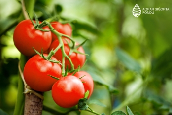 Azərbaycanda pomidor sahələrinin - SIĞORTASI BAŞLAYIB