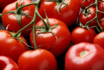 Azərbaycanın pomidor ixracçıları - $149 MİLYON QAZANIB