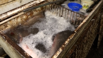 8-ci km bazarında balıq kürüsü satışında ciddi nöqsanlar aşkarlanıb - FOTOLAR | FED.az