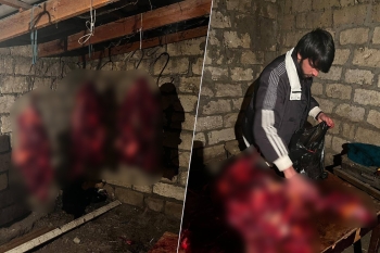 146 kq at ətini mal əti adı ilə Bakıda satacaqdılar - Fotolar | FED.az