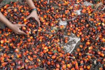 Azərbaycan palma yağının - İdxalını Azaltdı