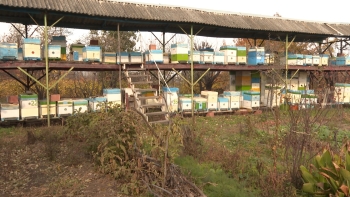 Tovuz arıçıları: Hələ ki, “tropi” paraziti müşahidə edilmir - FOTOLAR | FED.az