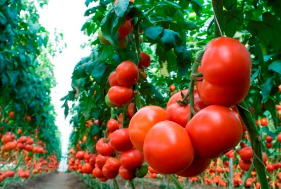 Rusiya Azərbaycanda pomidorların becərilməsini izləyəcək