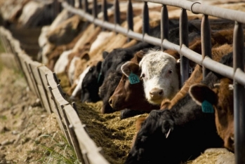 33 min 615 baş heyvanın alınmasına 89,8 milyon manat məbləğində güzəşt tətbiq edilib