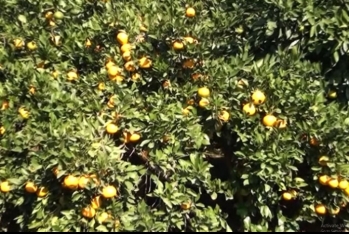 Naringi də ucuzlaşıb, qiymət düşüb - ALICI YOXDUR - VİDEO