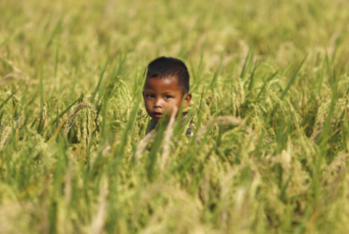 Dünyanın ərzaq bazarı: 2025-də artıb-azalan qiymətlər – FAO-NUN SİYAHISI