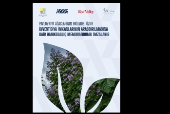 Azərbaycanda ilk dəfə: Pavlovniya ağacına yatırım sərfəlidirmi? – YENİ LAYİHƏ BAŞLAYIR | FED.az