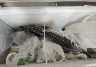 Bu restoranda qida məhsulları döşəmənin üzərində saxlanılırmış... - FOTOLAR | FED.az